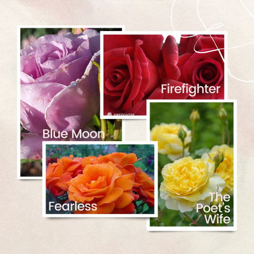 Rose Rambler: 7th March 2024. Buy one rose, get the second ½ price