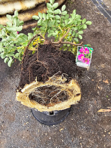 Rose Rambler: 13th Jun 2024. Time to Repot your Roses.