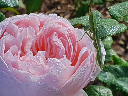 ROSE RAMBLER 24TH MARCH, 2022