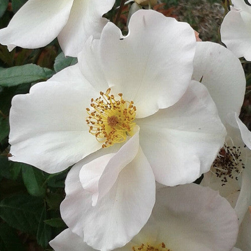 Rose Rambler: 3rd August 2023 - Pollinator Friendly Roses