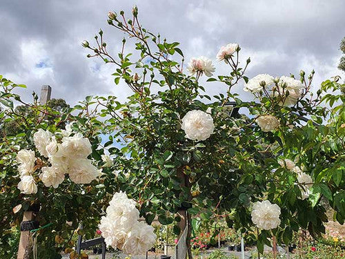 ROSE RAMBLER 14TH APRIL, 2022