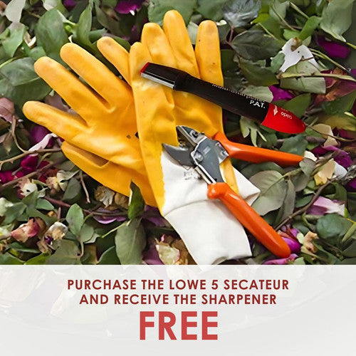 Rose Rambler: 18th Jul 2024. Your roses are arriving! PLUS... purchase the Lowe 5 secateur and get the Sharpener FREE!
