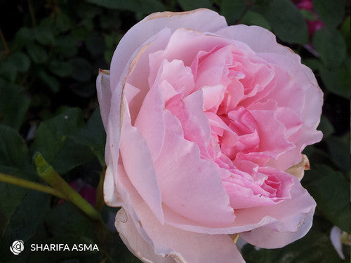 ROSE RAMBLER 18TH AUGUST, 2022