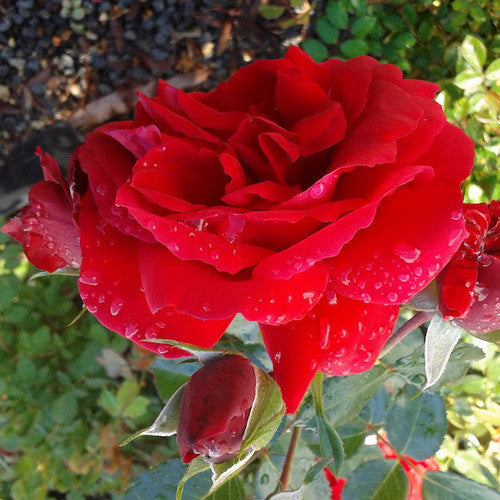 Rose Rambler: 12th October 2023. Watershoots