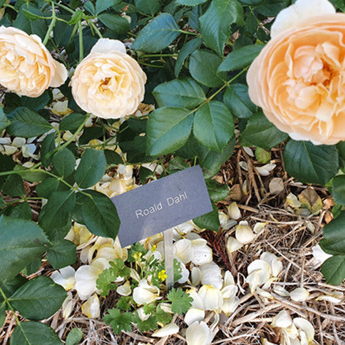 ROSE RAMBLER 19TH JANUARY, 2023