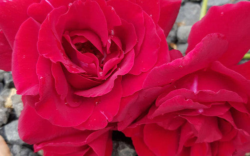 ROSE RAMBLER 11TH FEBRUARY, 2021