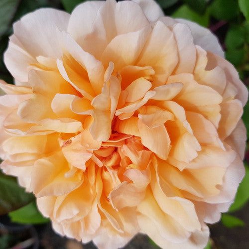 Rose Rambler: 10th August 2023 - Time to Begin Fertilising Your Roses