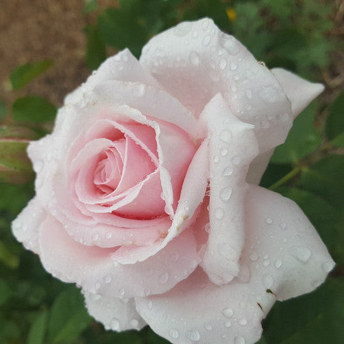 Rose Rambler: 7th July 2023 - Tips for Pruning Roses