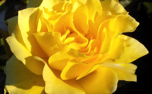 ROSE RAMBLER 6TH MAY, 2021