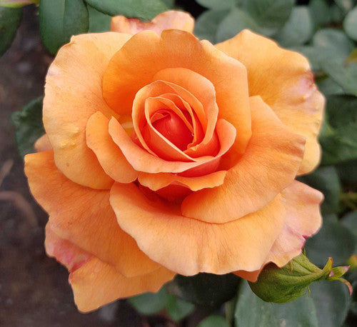 ROSE RAMBLER 14TH OCTOBER, 2021
