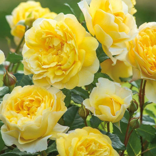 Rose Rambler: 27th July 2023 - Golden Beauties David Austin
