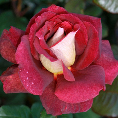 ROSE RAMBLER 27TH OCTOBER, 2022
