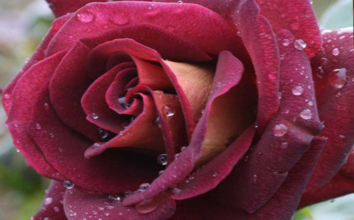 ROSE RAMBLER 20TH MAY, 2021