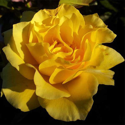 ROSE RAMBLER 11TH AUGUST, 2022