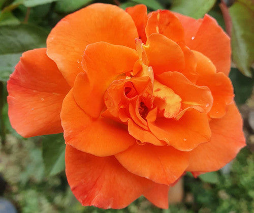 ROSE RAMBLER 24TH FEBRUARY, 2022