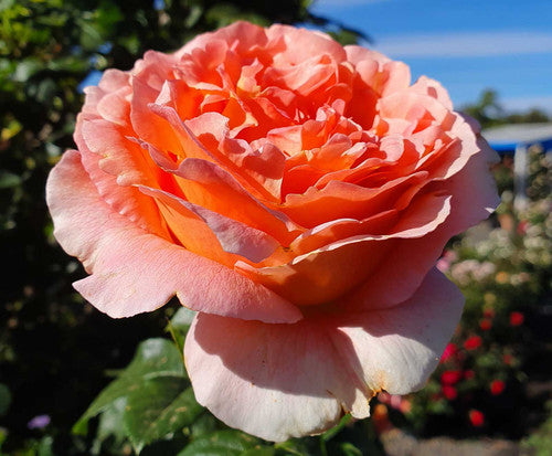 ROSE RAMBLER 16TH SEPTEMBER, 2021