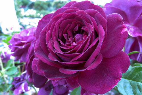 ROSE RAMBLER 17TH JUNE, 2021