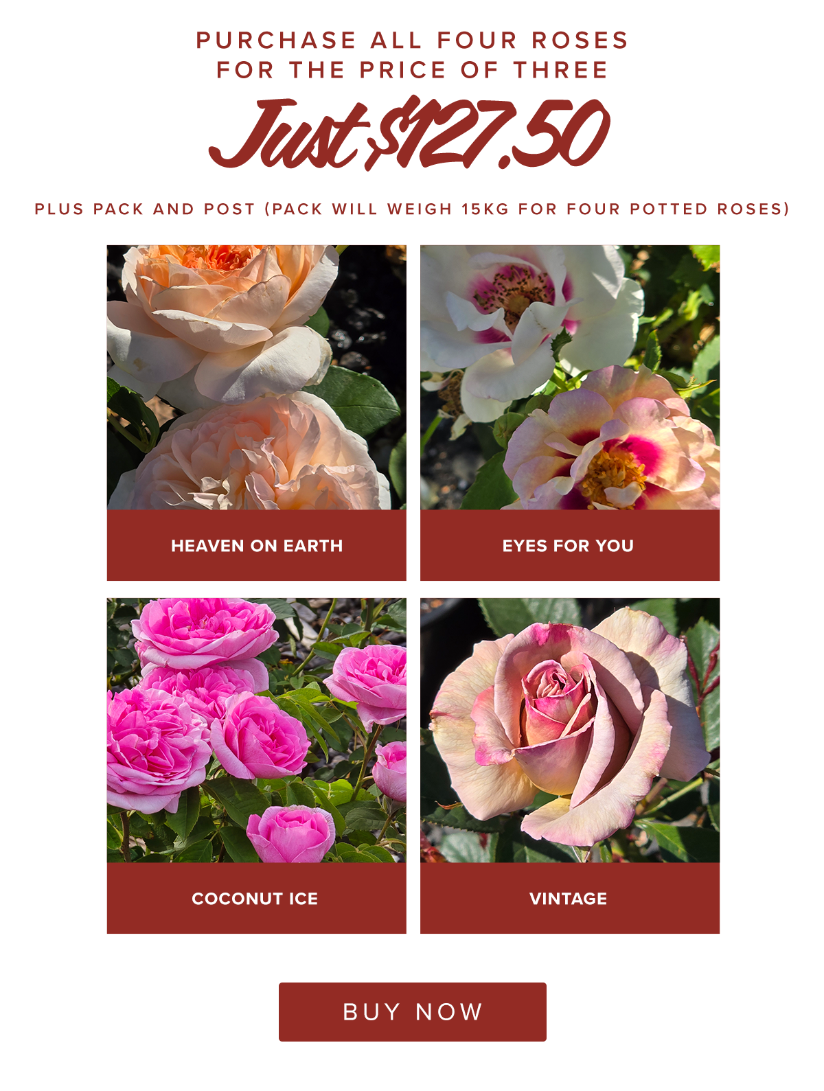 ROSE RAMBLER 23rd JANUARY 2025
