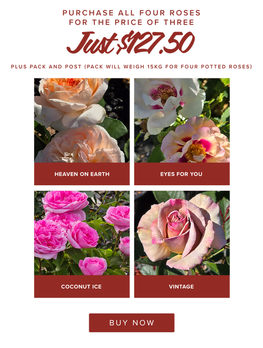 ROSE RAMBLER 23rd JANUARY 2025