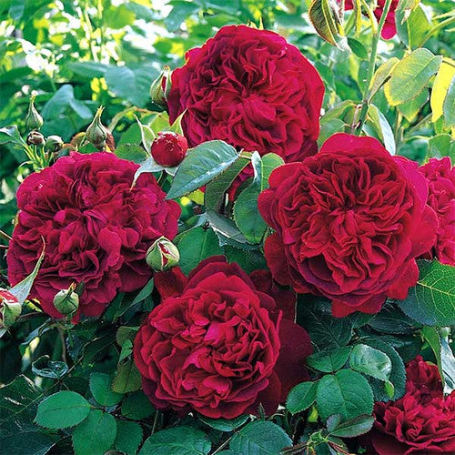 ROSE RAMBLER 14TH JULY, 2022