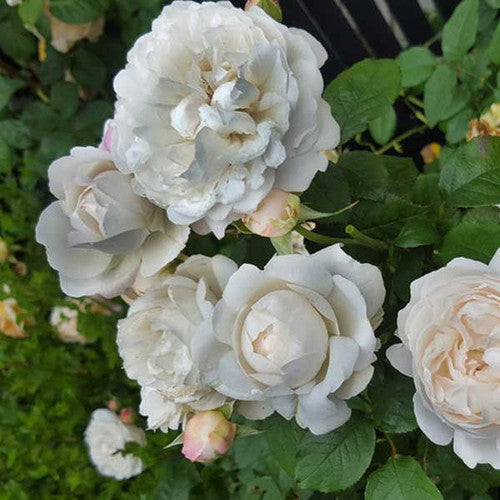ROSE RAMBLER 28TH JULY, 2022