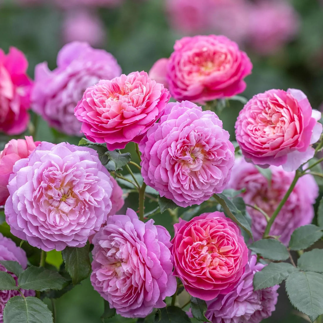 Modern Shrub rose