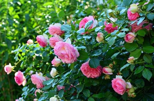 Modern Shrub/Floribunda