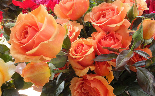 New & Recent Releases – Rose Sales Online