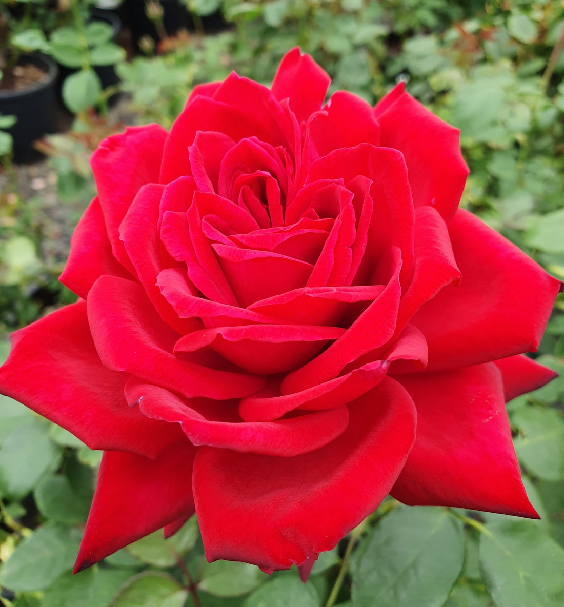 Fragrant