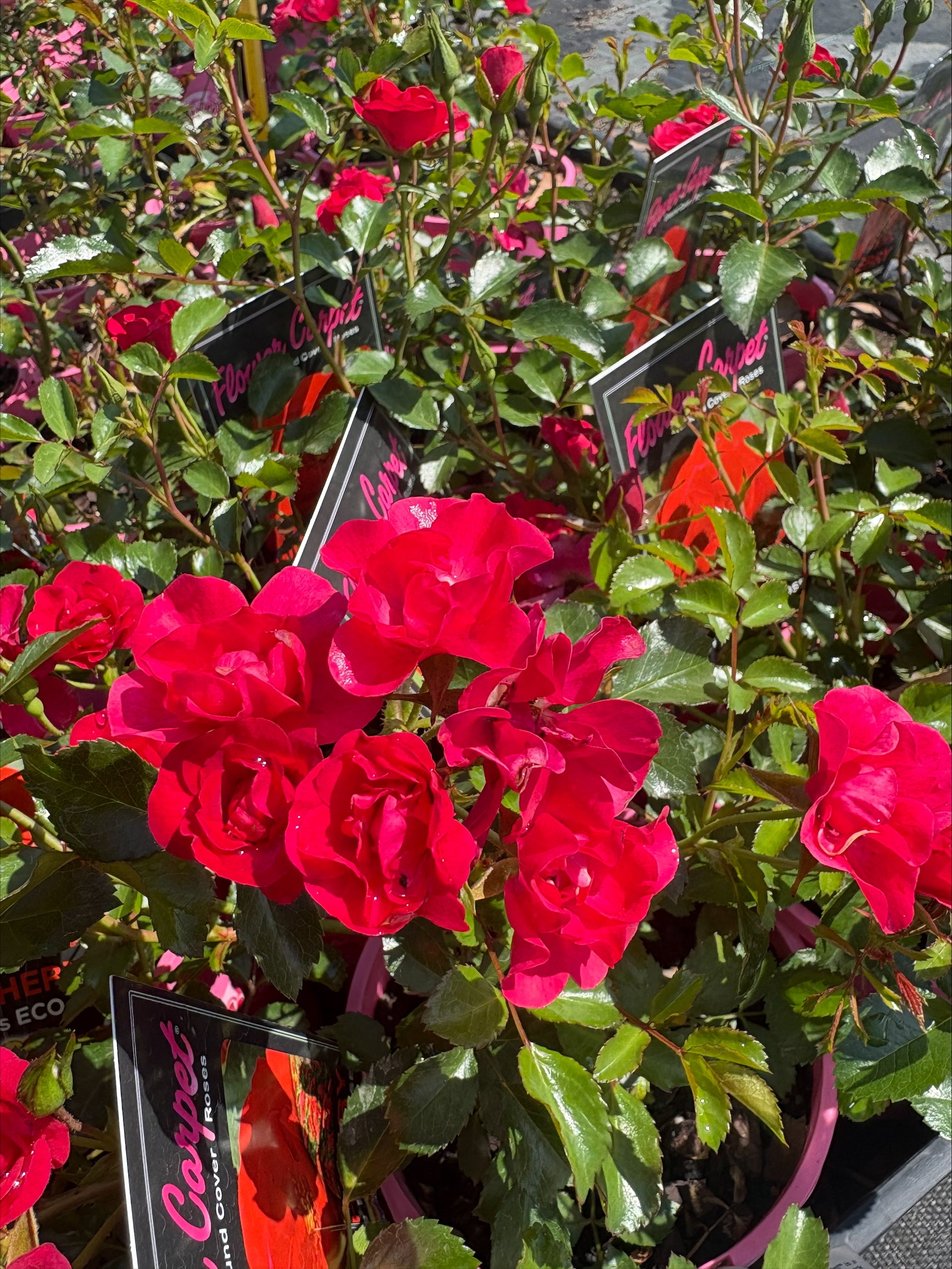 14cm Flower Carpet – Rose Sales Online