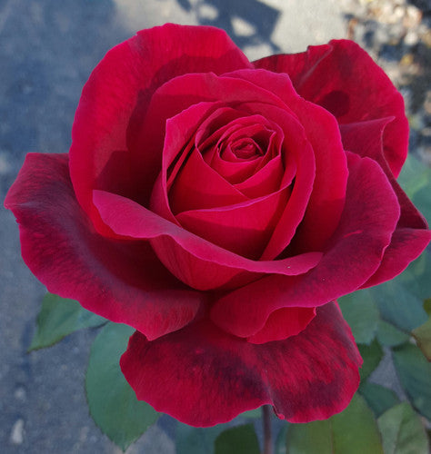 Hybrid Tea Roses
