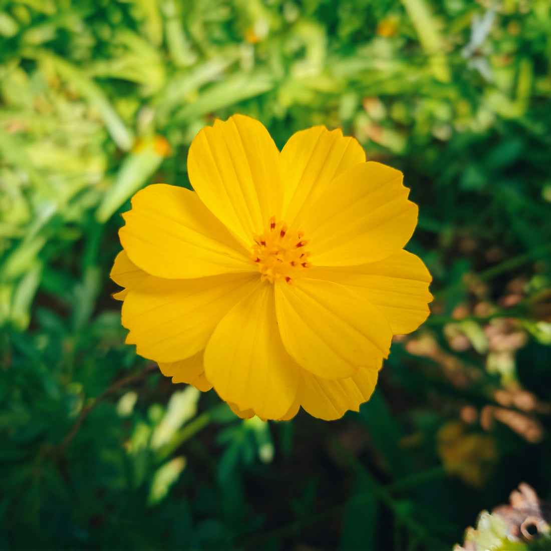 Yellow