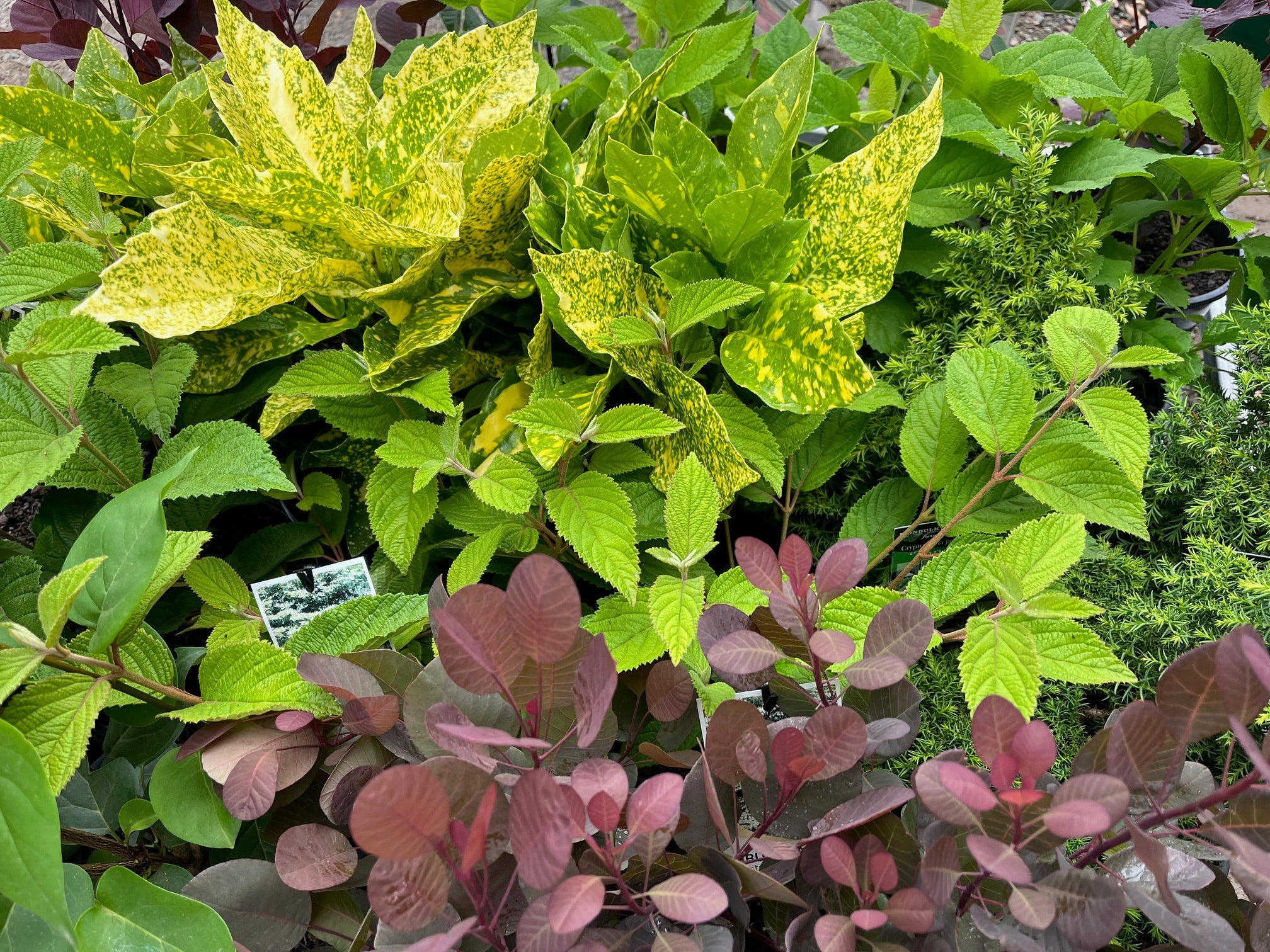 Plants - Not Roses...