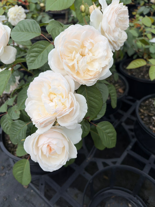 Guardian Angel - Modern Shrub