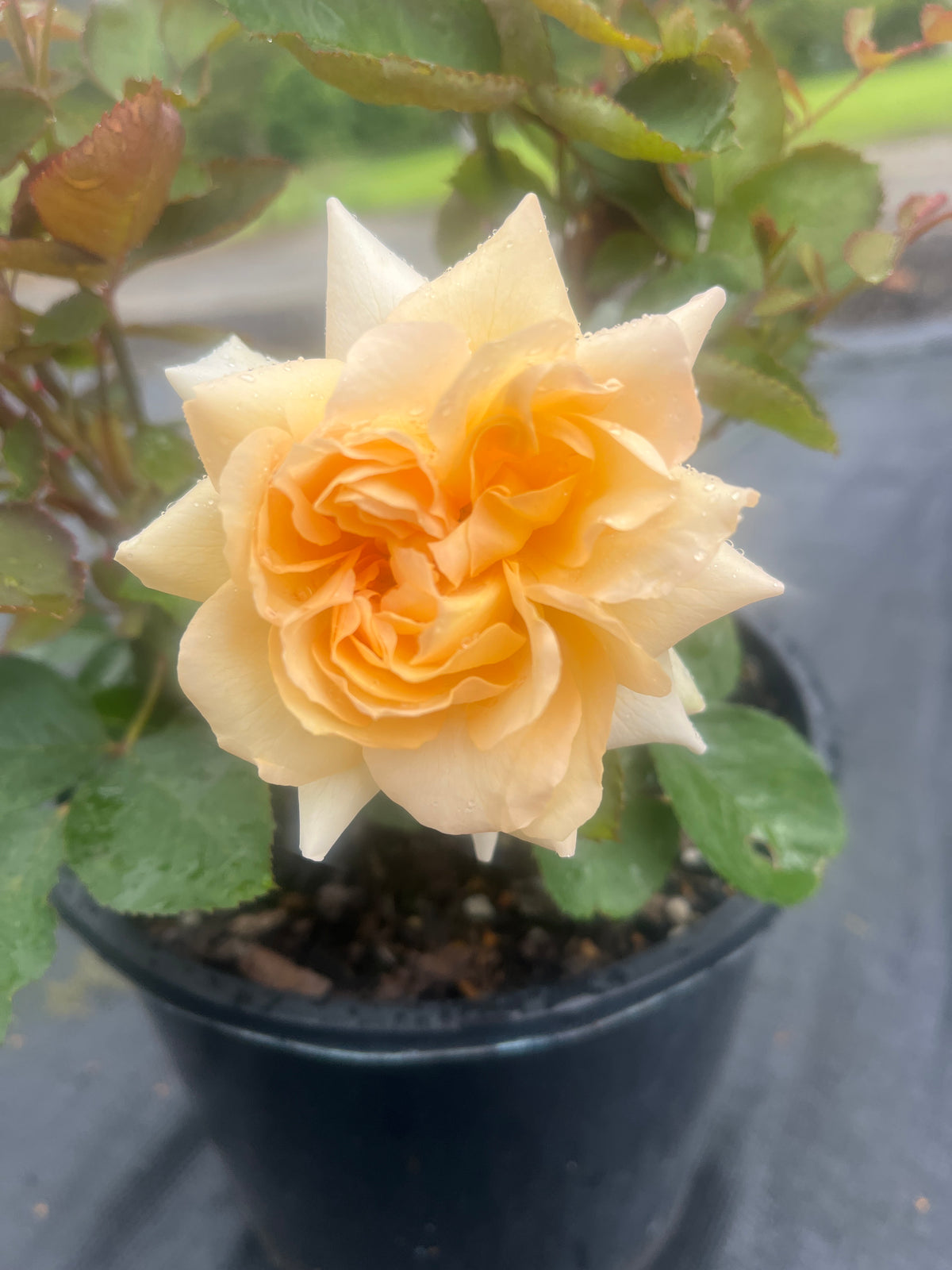 Our Honey Olivia Floribunda New Release Bush Rose