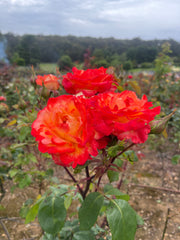 Jubilee 150 Hybrid Tea Bush Rose 2ft standard (Bareroot)