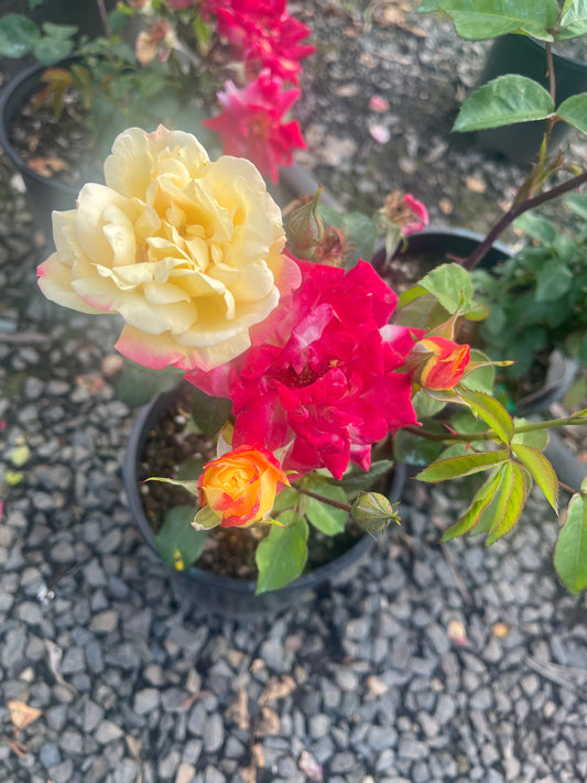 Megan Louise Hybrid Tea Bush Rose