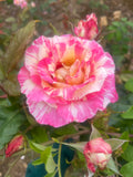 Cabana Floribunda New Release Bush Rose