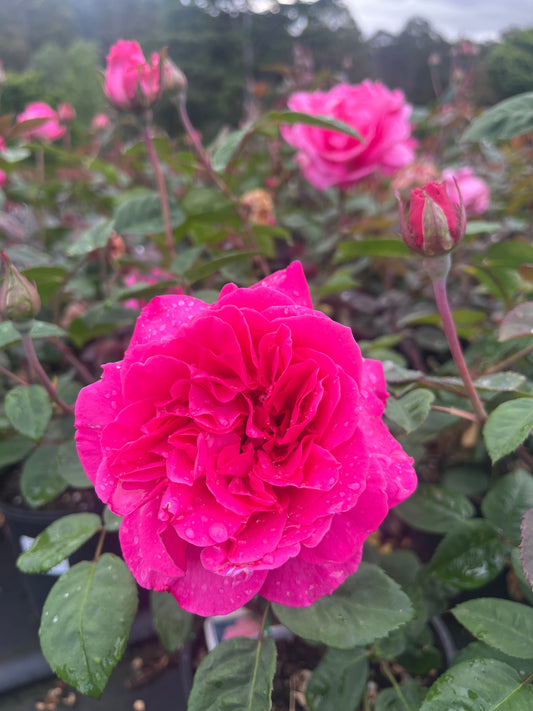 Brindabella Purity™ New Release Bush Rose