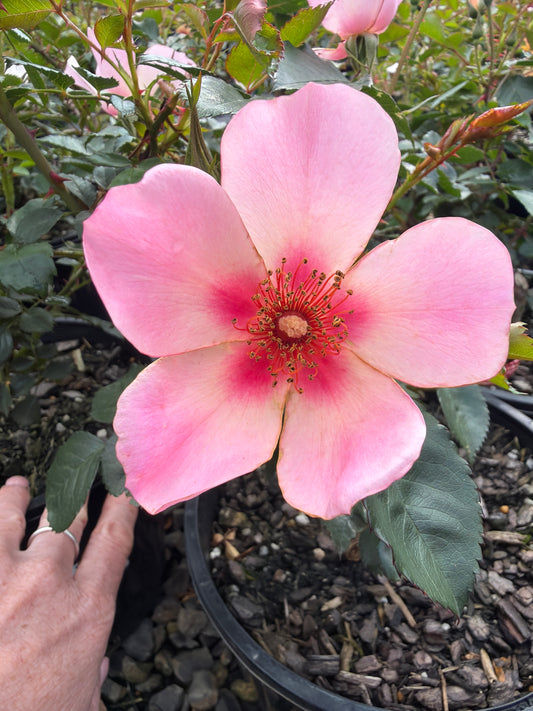 For Your Eyes Only - Modern Shrub