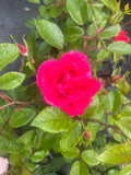Pink Ayoba New Release Floribunda Bush Rose