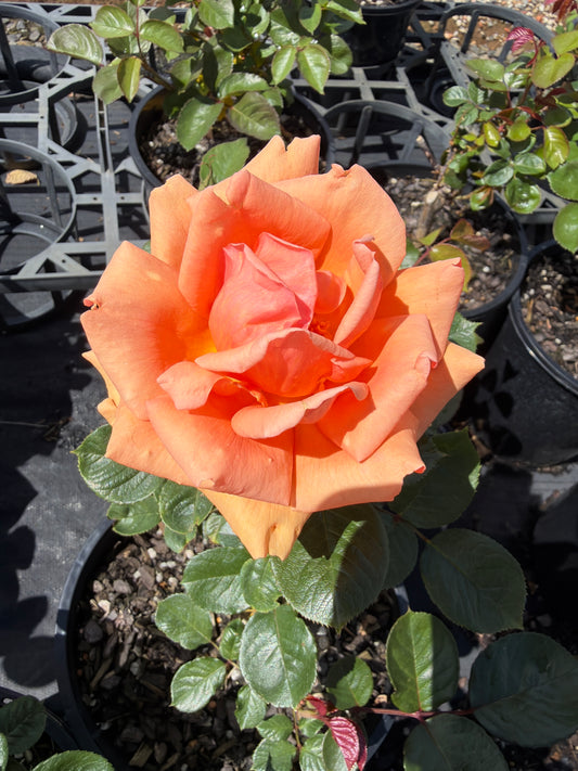 Ashram - Hybrid Tea Rose