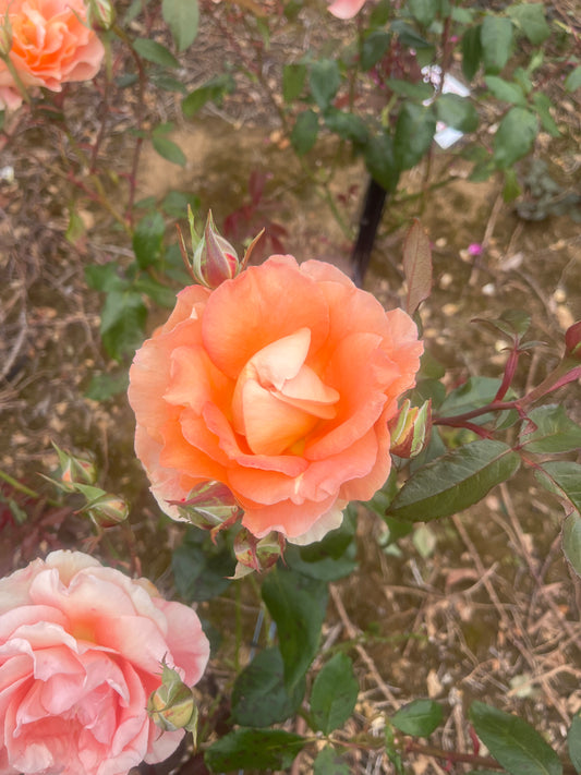 Fairest Cape Hybrid Tea New Release 2ft patio