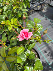 Our Rosy Carpet - Ground Covering/Landscape Rose