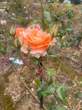 Fairest Cape Hybrid Tea New Release 2ft patio