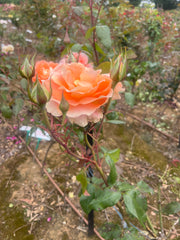 Fairest Cape Hybrid Tea New Release Bush Rose