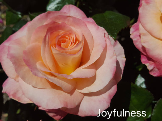 Joyfulness Hybrid Tea Bush Rose