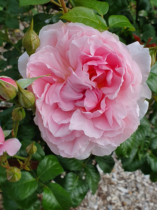 Bridal Bouquet New Release Hybrid Tea Bush Rose