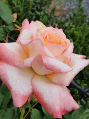 Violet Carson Floribunda Bush Rose