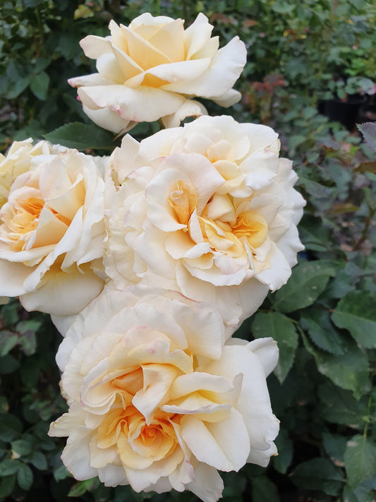 Jardin de L'essonne Delbard Shrub Rose